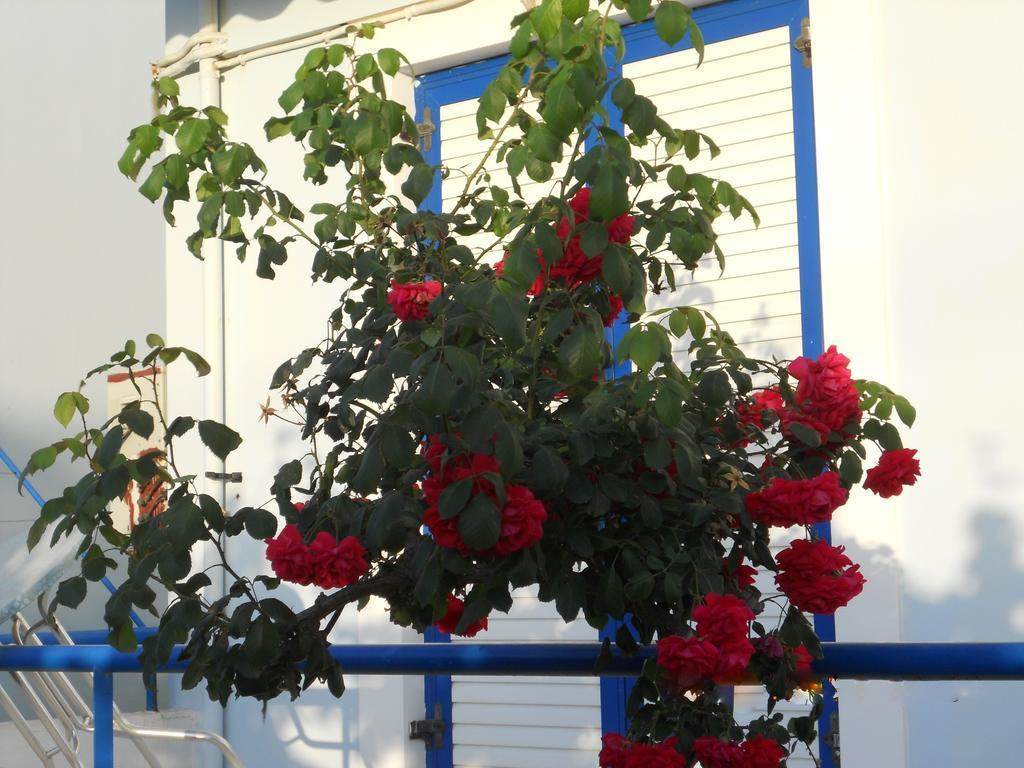 Dimitra Apartment Hotel Skafidia Dış mekan fotoğraf