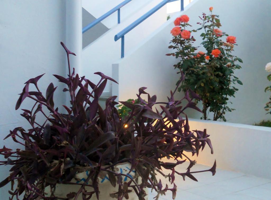 Dimitra Apartment Hotel Skafidia Dış mekan fotoğraf